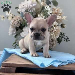 Rascal, French Bulldog Puppy