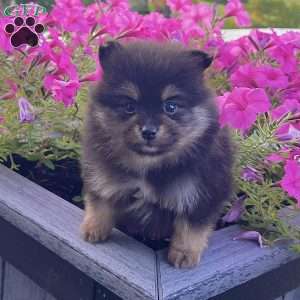 Finn, Pomeranian Puppy