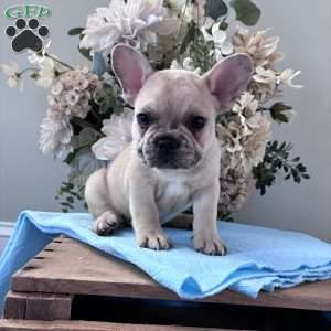 Rascal, French Bulldog Puppy