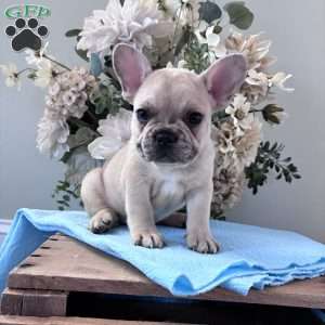 Rascal, French Bulldog Puppy
