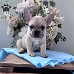 Rascal, French Bulldog Puppy