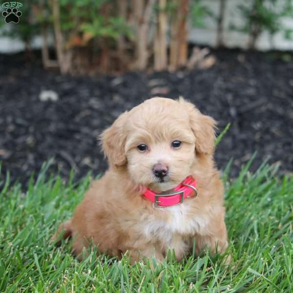 Nicole, Maltipoo Puppy