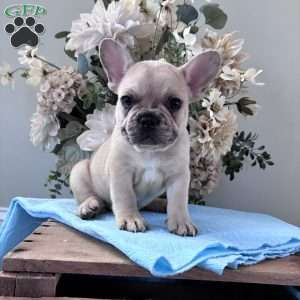 Rascal, French Bulldog Puppy