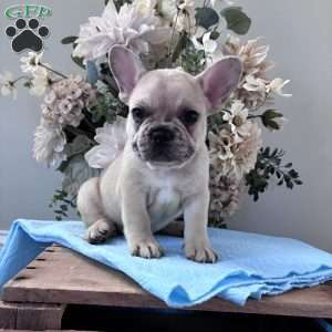 Rascal, French Bulldog Puppy