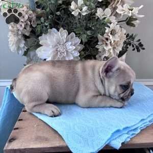 Rascal, French Bulldog Puppy