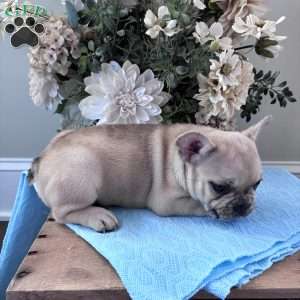Rascal, French Bulldog Puppy