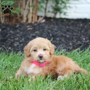 Nicole, Maltipoo Puppy