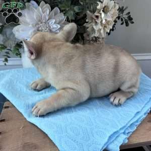 Rascal, French Bulldog Puppy