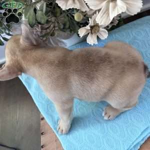 Rascal, French Bulldog Puppy