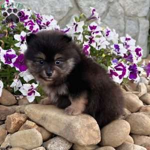 Finn, Pomeranian Puppy