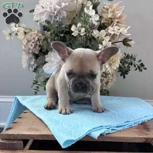 Rover, French Bulldog Puppy