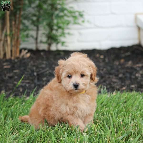 Nelly, Maltipoo Puppy