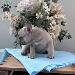 Rover, French Bulldog Puppy