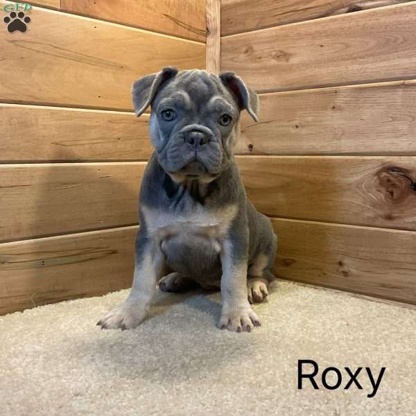 Roxy, French Bulldog Puppy