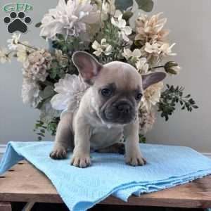 Rover, French Bulldog Puppy