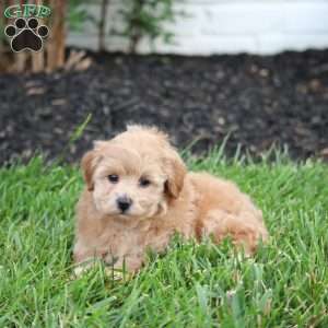 Nelly, Maltipoo Puppy