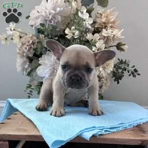 Rover, French Bulldog Puppy