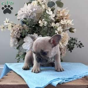 Rover, French Bulldog Puppy
