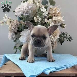 Rover, French Bulldog Puppy