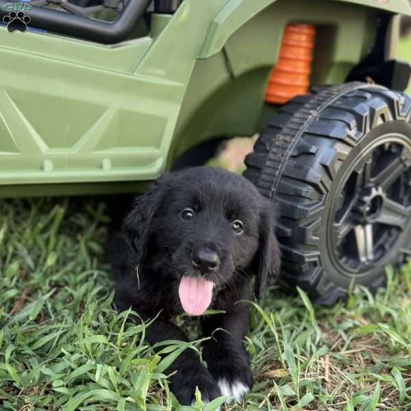 Brown, Bernese Golden Mountain Dog Puppy