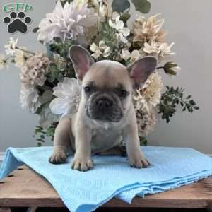 Rover, French Bulldog Puppy