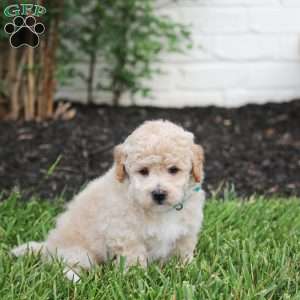Nacho, Maltipoo Puppy
