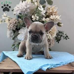 Rover, French Bulldog Puppy