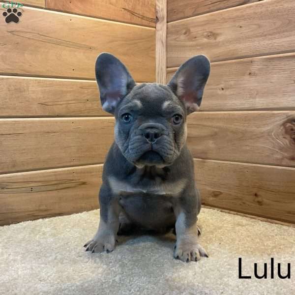 Lulu, French Bulldog Puppy