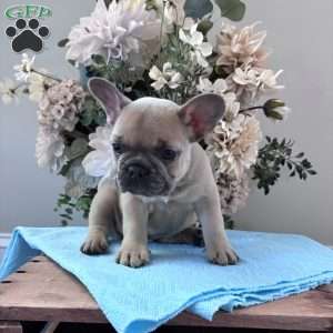 Rover, French Bulldog Puppy