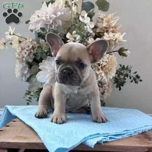 Rover, French Bulldog Puppy