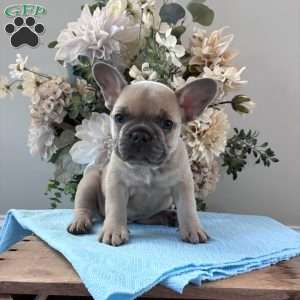 Rover, French Bulldog Puppy