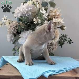 Rover, French Bulldog Puppy