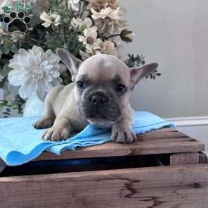 Rover, French Bulldog Puppy