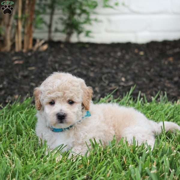 Nacho, Maltipoo Puppy
