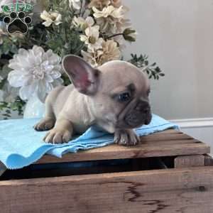 Rover, French Bulldog Puppy