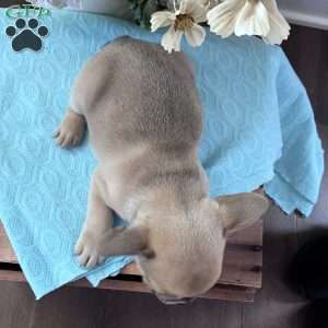 Rover, French Bulldog Puppy