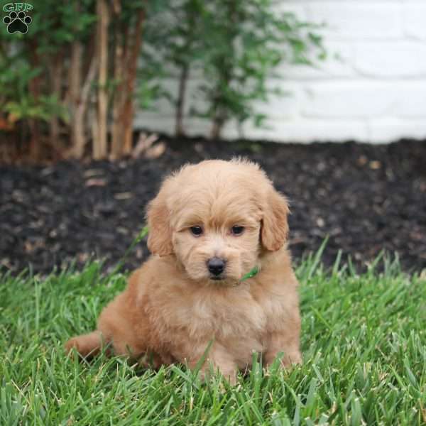 Nicky, Maltipoo Puppy