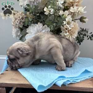 Rambo, French Bulldog Puppy