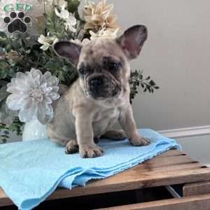 Rambo, French Bulldog Puppy