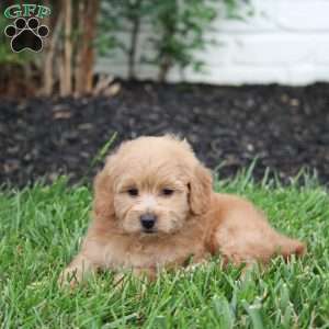 Nicky, Maltipoo Puppy