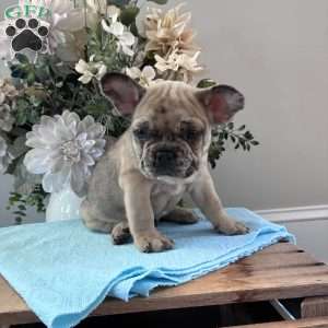 Rambo, French Bulldog Puppy