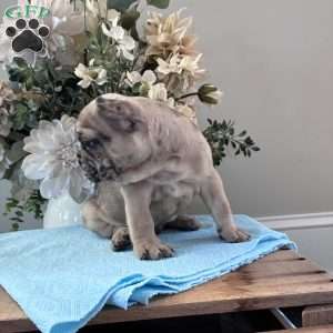 Rambo, French Bulldog Puppy