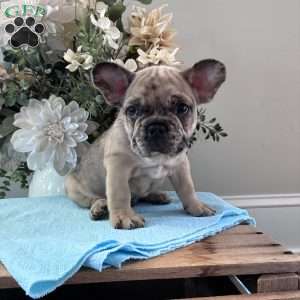 Rambo, French Bulldog Puppy