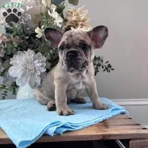 Rambo, French Bulldog Puppy