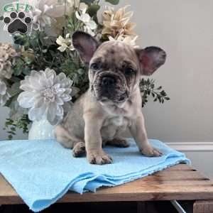Rambo, French Bulldog Puppy