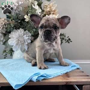 Rambo, French Bulldog Puppy