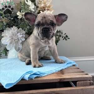 Rambo, French Bulldog Puppy