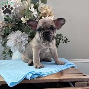 Rambo, French Bulldog Puppy