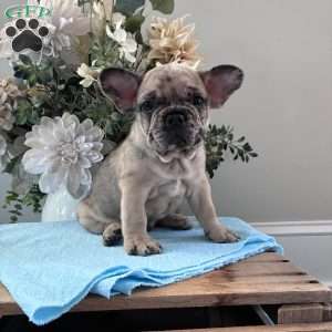 Rambo, French Bulldog Puppy