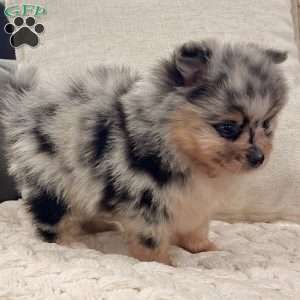 Flash, Pomeranian Puppy